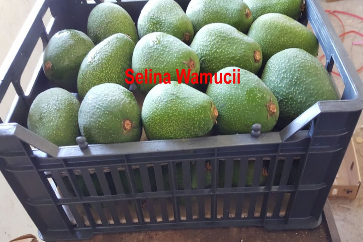 Fuerte Avocados from Kenia